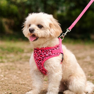 Harnais petit Chien | PetitHarn - empire chien