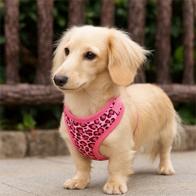 Harnais petit Chien | PetitHarn - empire chien