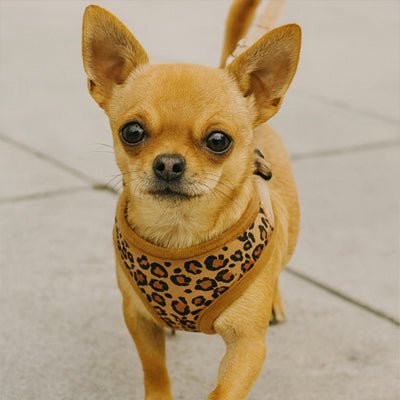 Harnais petit Chien | PetitHarn - empire chien