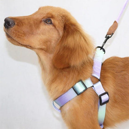 Harnais pour chien | ChicHarnais - empire chien