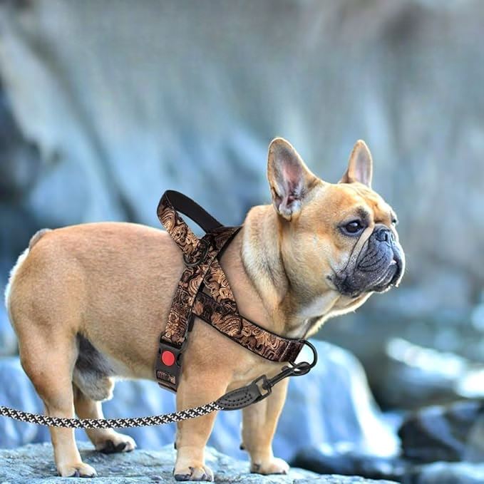 Harnais pour chien - DogSafeHarness™ - Noir Doré - empire chien