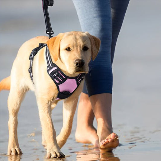 Harnais pour chien | LumiDog - empire chien