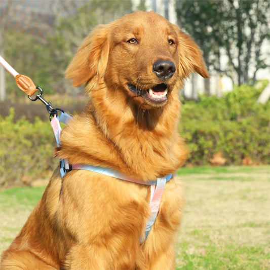 harnais pour chien parfait