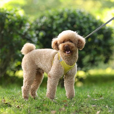 Harnais pour petit chien | Respihar - empire chien