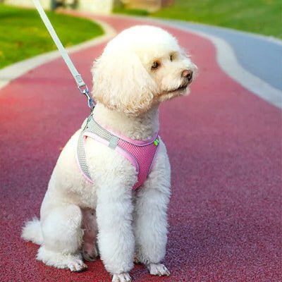 Harnais pour petit chien | Respihar - empire chien
