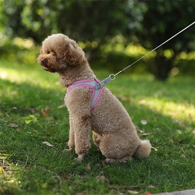 Harnais pour petit chien | Respihar - empire chien