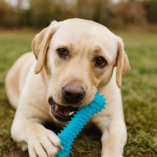 jouet pour chien amusant