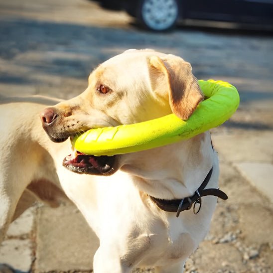 Jouet pour chien | AnneauFun - empire chien