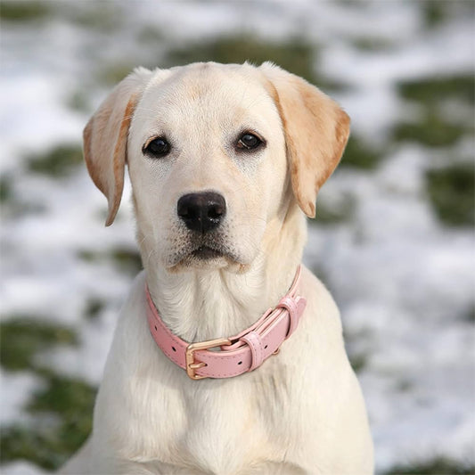 labrador collier chien joli
