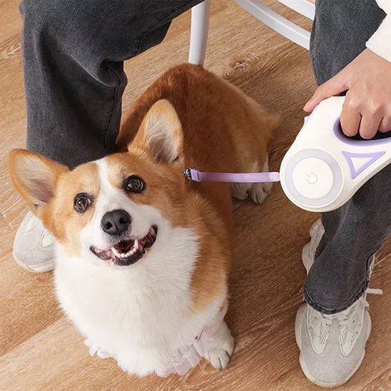 Laisse chien enrouleur | Flashpatte - empire chien