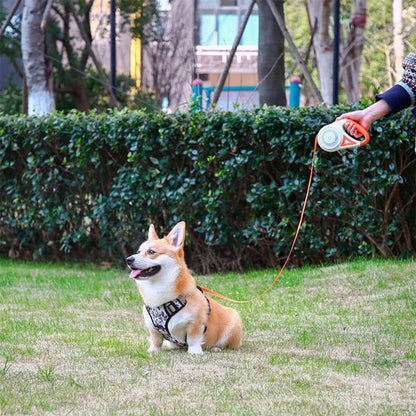 Laisse chien enrouleur | Flashpatte - empire chien