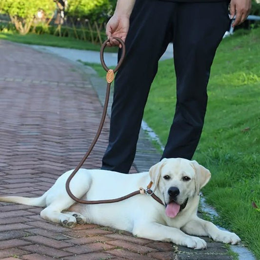 Laisse chien | LaissePro - empire chien