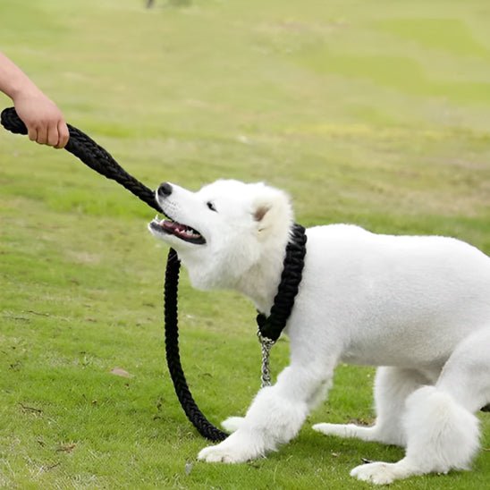 Laisse chien | Traxi - empire chien
