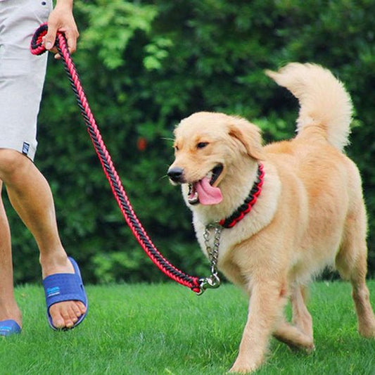 Laisse chien | Traxi - empire chien