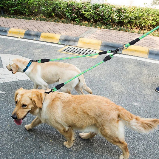 laisse double pour chien balade labrador