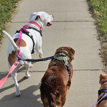 laisse double pour chien balade tranquille