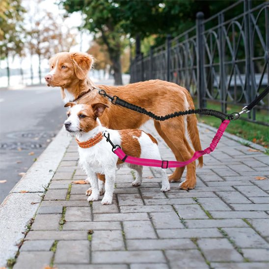 Laisse double pour chien | Duotrax - empire chien