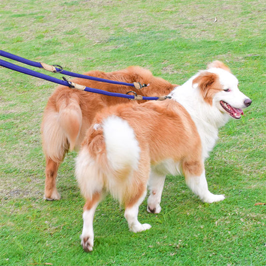 laisse double pour chien ideal