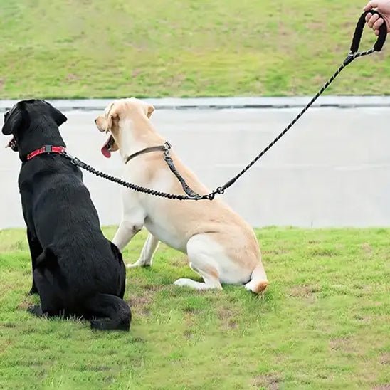 Laisse double pour chien | Pattedeux - empire chien