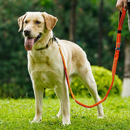 Laisse pour chien | Flexichien - empire chien