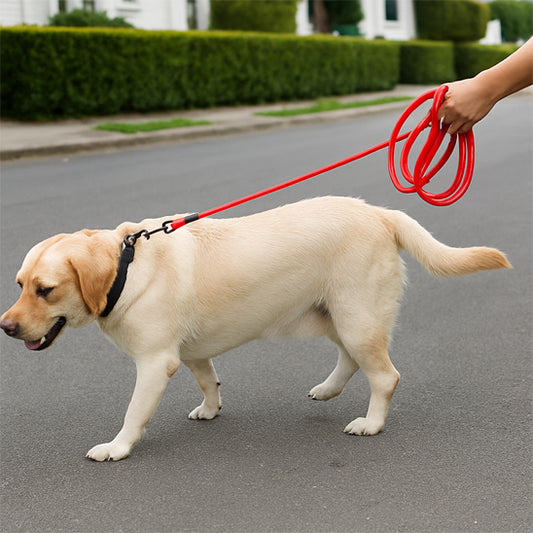 longue pour chien balade