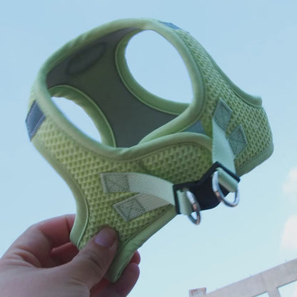 utilisation harnais pour chien 