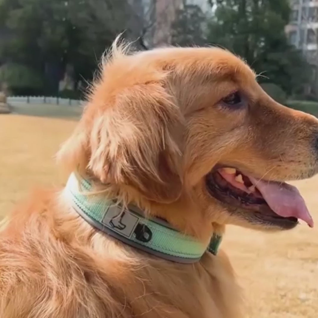 collier chien 