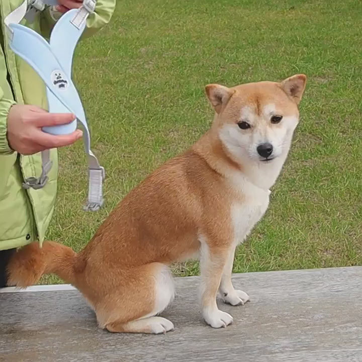 Utilisation harnais pour chien