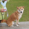 Utilisation harnais pour chien