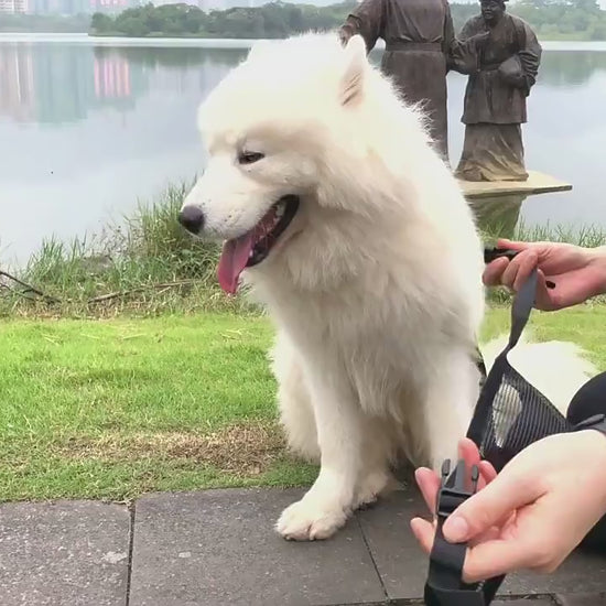 mode utilisation museliere pour chien