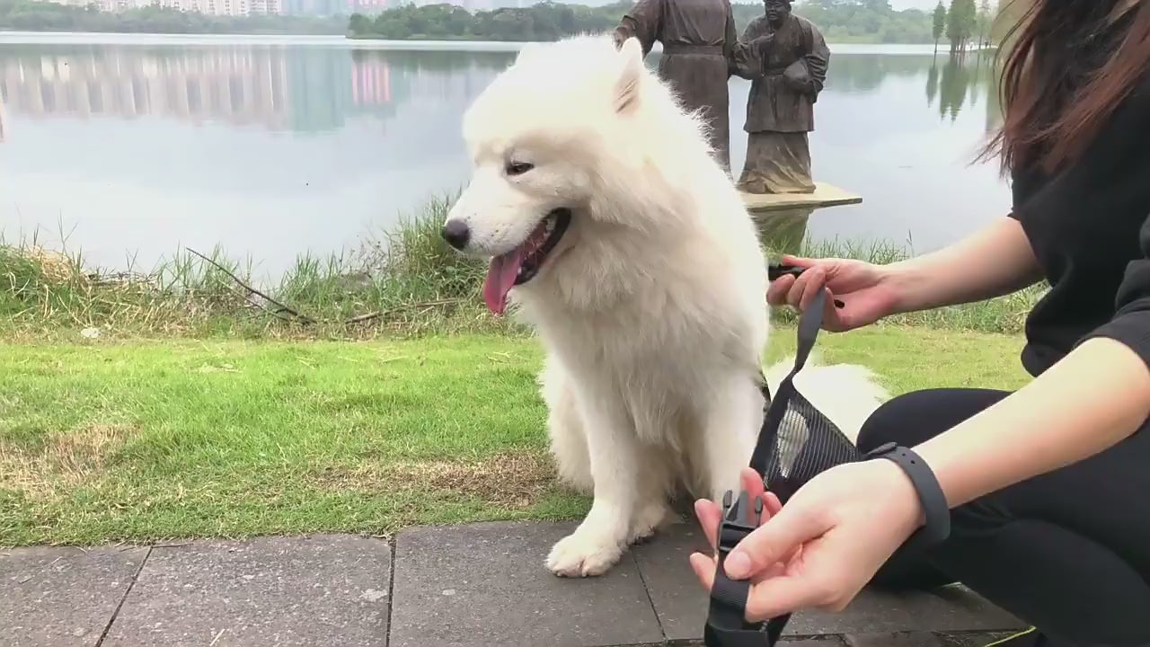 mode utilisation museliere pour chien
