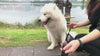 mode utilisation museliere pour chien