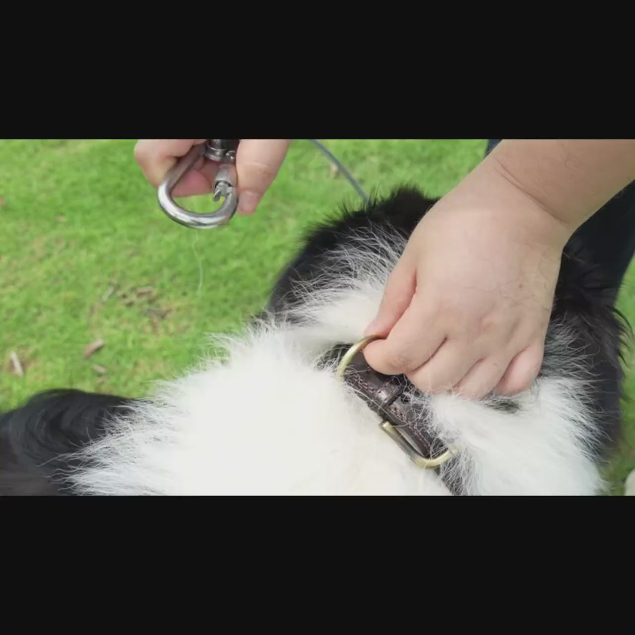 utilisation parfaite de laisse chien