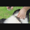 utilisation parfaite de laisse chien