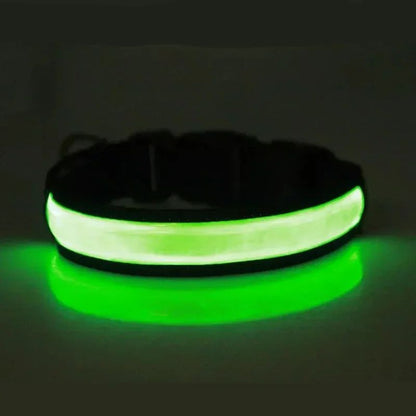 Colliers lumineux pour chiens | Lumidog